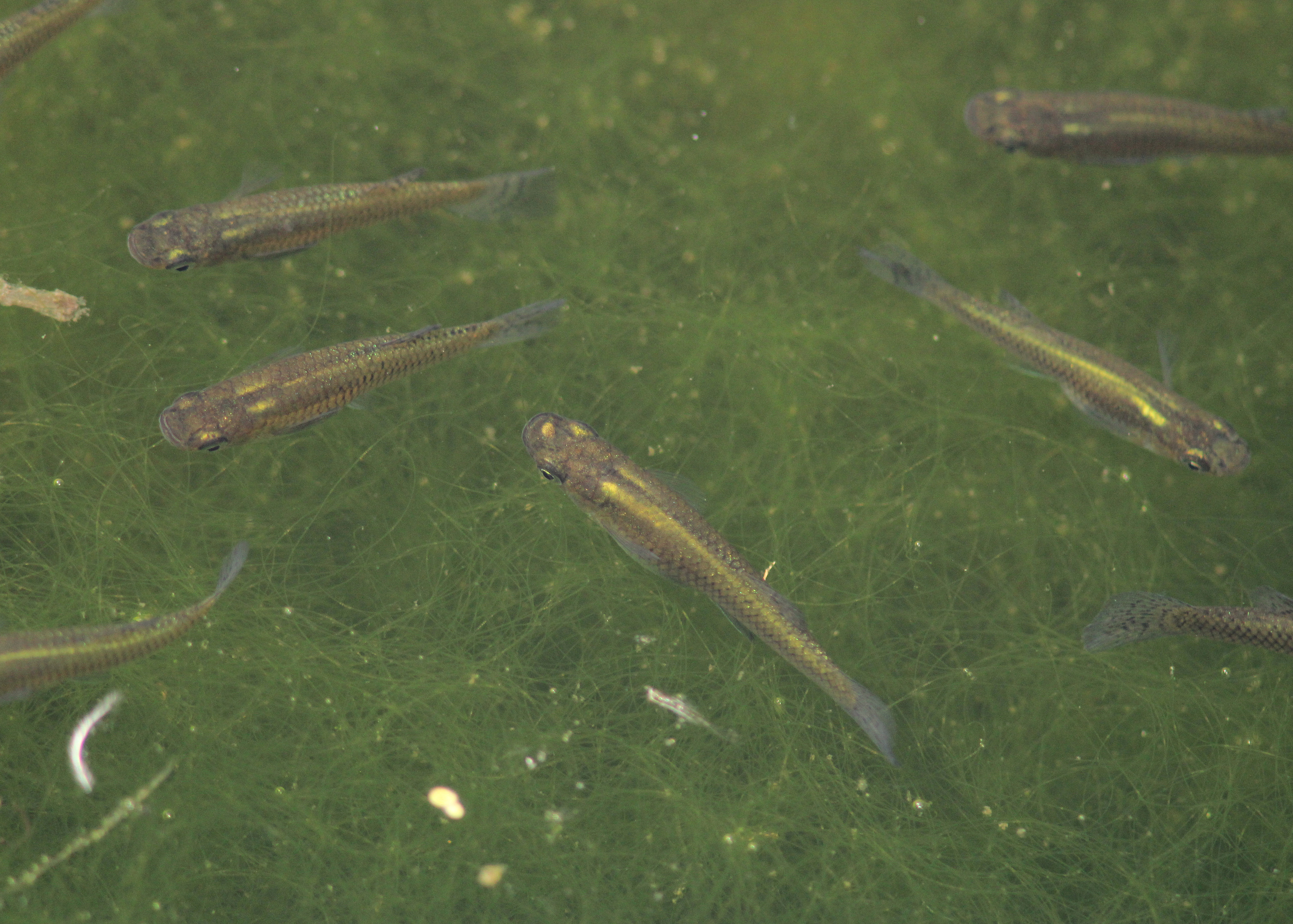Gambusia holbrooki in a pond