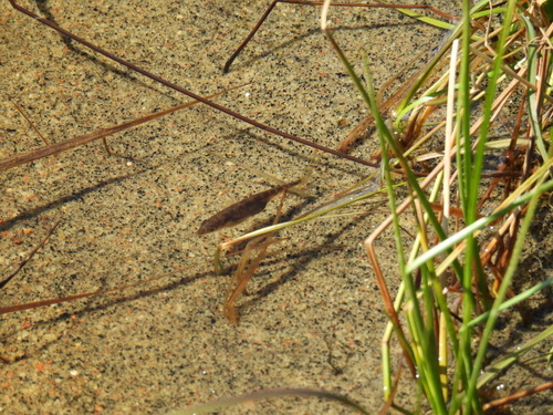 A three-spined stickleback in a river